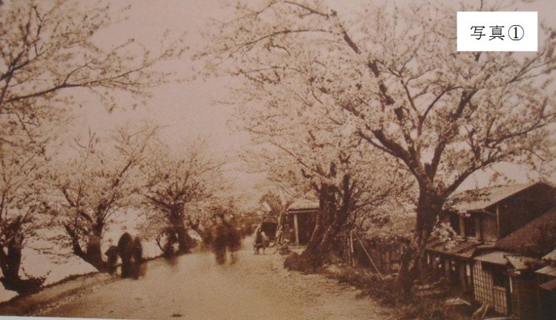 墨堤の桜並木'' 墨堤の桜並木''
